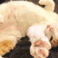 Ученые доказали, что кошек одомашнили на Ближнем Востоке