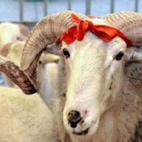 Татарстанцам советуют не покупать на Курбан-байрам баранов из Казахстана